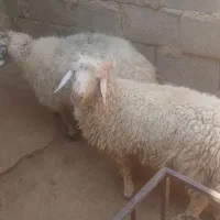 بره نرموقعیت بافق|حیوانات مزرعه|یزد, |دیوار