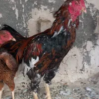 مرغ و خروس جوجه خرگوش لاری|حیوانات مزرعه|مشهد, انقلاب|دیوار