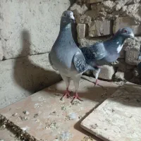 یک جفت البقه و یک ماده مکس با ریش زرد نره|پرنده|زهک, |دیوار