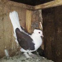 کفتر