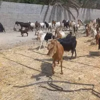 بز ومیش پازن دوکهره وبهره|حیوانات مزرعه|شیراز, کوی طلاب|دیوار
