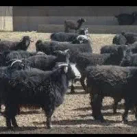 بز دورگ محلی ابستن