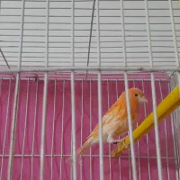 سه عددقناری|پرنده|مشهد, رده|دیوار