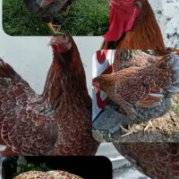 جوجه ، مرغ ، خروس ویاندوت|حیوانات مزرعه|اصفهان, نقش جهان|دیوار