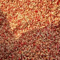 ناردونه امسال ترش  مال منطقه سردسیر .کیلو ۳۲۰۰۰۰|خوردنی و آشامیدنی|دوگنبدان, |دیوار
