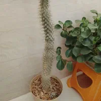 گل طبیعی ماداگاسکار|گل و گیاه طبیعی|پاکدشت, پاکدشت (مامازند)|دیوار