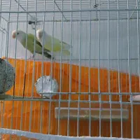 کوتوله|پرنده|مشهد, امیر المومنین|دیوار