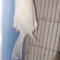 قناری وعروس هلندی کار