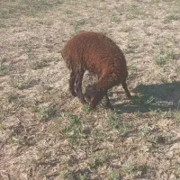 بره نر