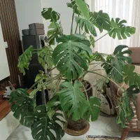 فروش گیاه مانسترا کینگ طبیعی معاوضه با