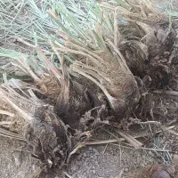 جونگ فروشی|گل و گیاه طبیعی|ریگان, |دیوار