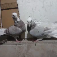 یه جفت هما
