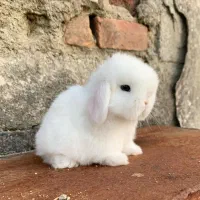 خرگوش لوپ وارداتی/نژاد کمیاب|موش و خرگوش|بوشهر, |دیوار