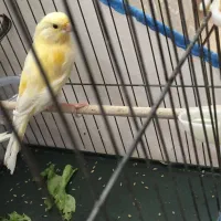 قناری نر درشت طلایی