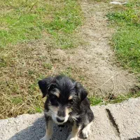 سگ کوچولو (پاکوتاه )|سگ|کوچصفهان, |دیوار