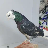 کفترهما پرشی....