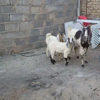 دو عدد بز درجه یک با بزغاله بزرگ