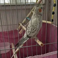 عروس هلندی گمشده گلباقالی