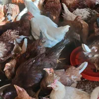 مرغ تخمگذار و خروس لوهمن 5ماهه