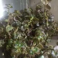 گل طبیعی|گل و گیاه طبیعی|تهران, ملک‌آباد|دیوار
