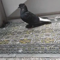 سه عدد کفتر سیاه دم سفید ماده|پرنده|نجفآباد, یزدانشهر|دیوار