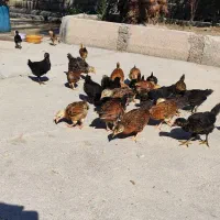 مرغ|حیوانات مزرعه|سوسنگرد, |دیوار