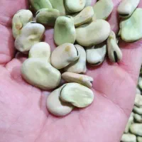 باقلا خشک درجه یک