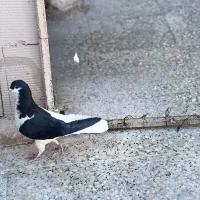 شهری سبز و قهوه ای|پرنده|شیراز, تندگویان|دیوار