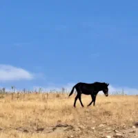 قاطرنر جوان|حیوانات مزرعه|ارشق, |دیوار