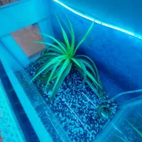 آکواریوم|ماهی|قم, انسجام|دیوار