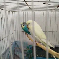 عروس هلندی کوتوله عشق