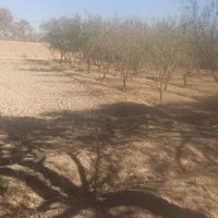 معرفی-زمین-باغ-و-ویلادر-قلعه-سفید-گلدشت