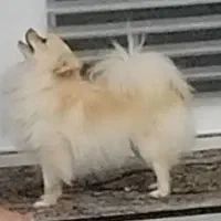 سگ پامر روباهی بسیار زیبا|سگ|محمدشهر, ولدآباد|دیوار