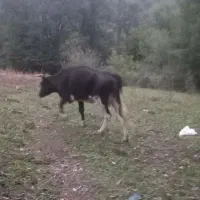 گاو و گوساله|حیوانات مزرعه|فاضل آباد, |دیوار