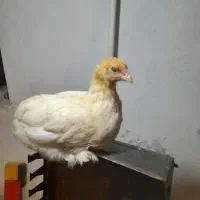 جوجه در نژاد های مختلف