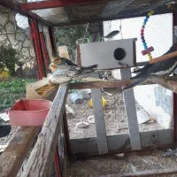 طوطی عروس هلندی|پرنده|قائمشهر, |دیوار