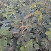 فروش نهال انجیر زعفرانی گلوگاه تضمینی|گل و گیاه طبیعی|گلوگاه, |دیوار