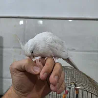 عروس هلندی سخنگو