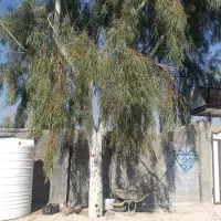 خریدارچوب ودرخت|خدمات باغبانی و درختکاری|شیراز, بریجستون|دیوار