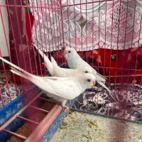 مرغ عشق سفید هلندی چشم‌ قرمز وآبی کم‌رنگ(رنگ خاص)