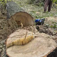 خرید انواع چوب