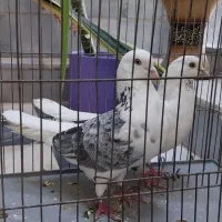 درود جفت کفتر نر وماده