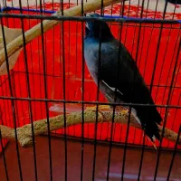 یک عدد مینا وبلبل بفروش میرسد