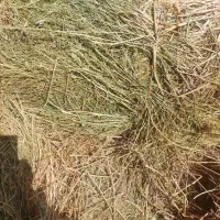 علف خشه ۱۵۰ بسته دستی|لوازم جانبی حیوانات|سراب, |دیوار