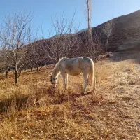 اسب مادیان نژاد کُرد|اسب و تجهیزات اسبسواری|خلخال, |دیوار