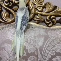 عروس هلندی دوکت مرواریدی تاج پرنسسی چشم فالو|پرنده|مشهد, یوسفیه (شهرک غرب)|دیوار