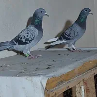 یک جفت پلاکی مسافتی اصل|پرنده|قم, چهار مردان|دیوار