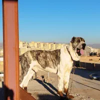 توله خراسانی|سگ|یزد, |دیوار