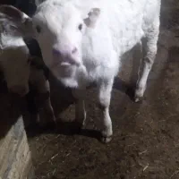 گاو سیمیتال شیری|حیوانات مزرعه|سراجو, |دیوار