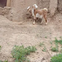 بز یکساله خوشکل
